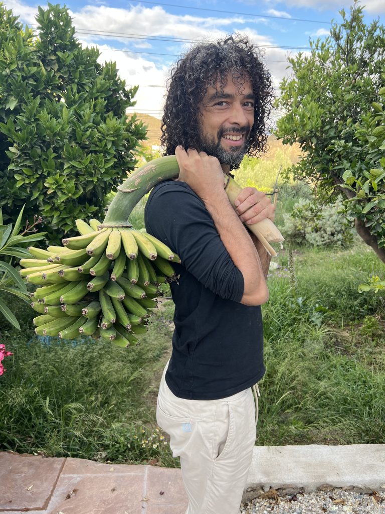 Melvin, ein Bewohner des Gartens bei der Bananenernte