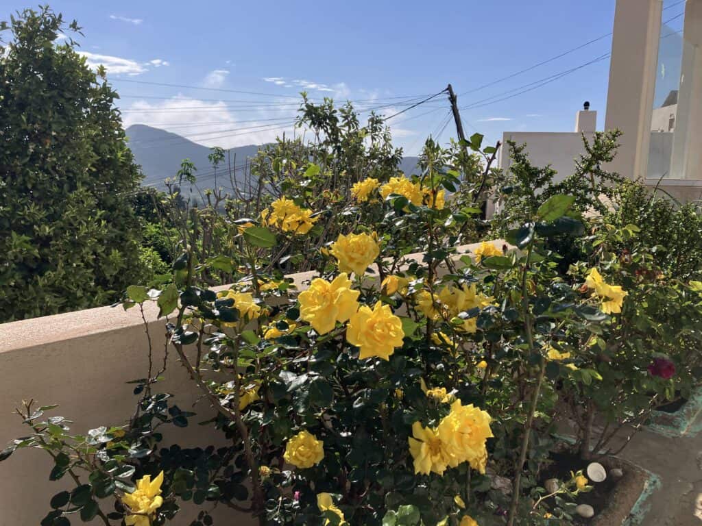 IMG_2021 - The Garden of Nâm ~ Retreat & Meditation Center
