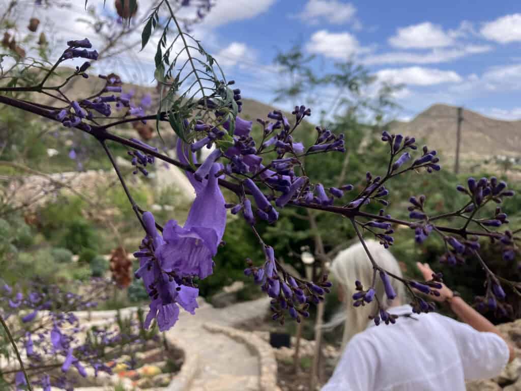 IMG_2296 - The Garden of Nâm ~ Retreat & Meditation Center