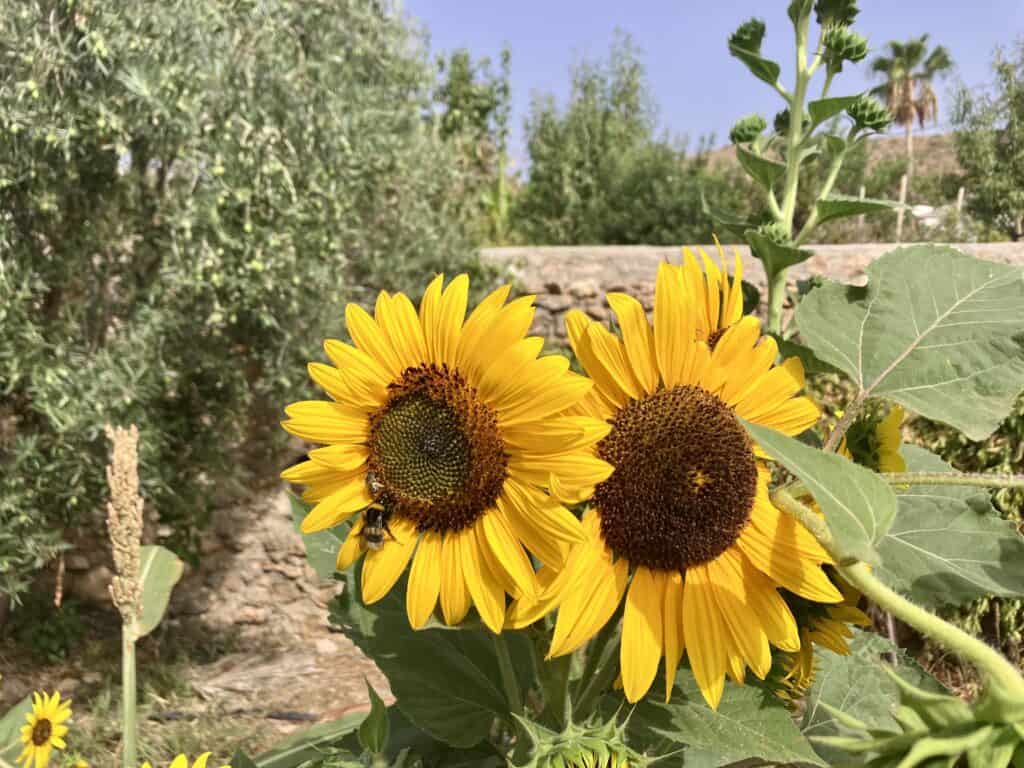 IMG_3772 - Il Giardino di Nâm ~ Centro di ritiro e meditazione