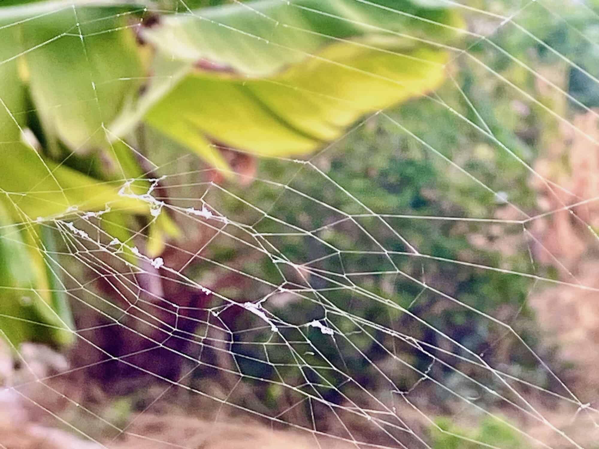 SIWEB - Il Giardino di Nâm ~ Centro di ritiro e meditazione