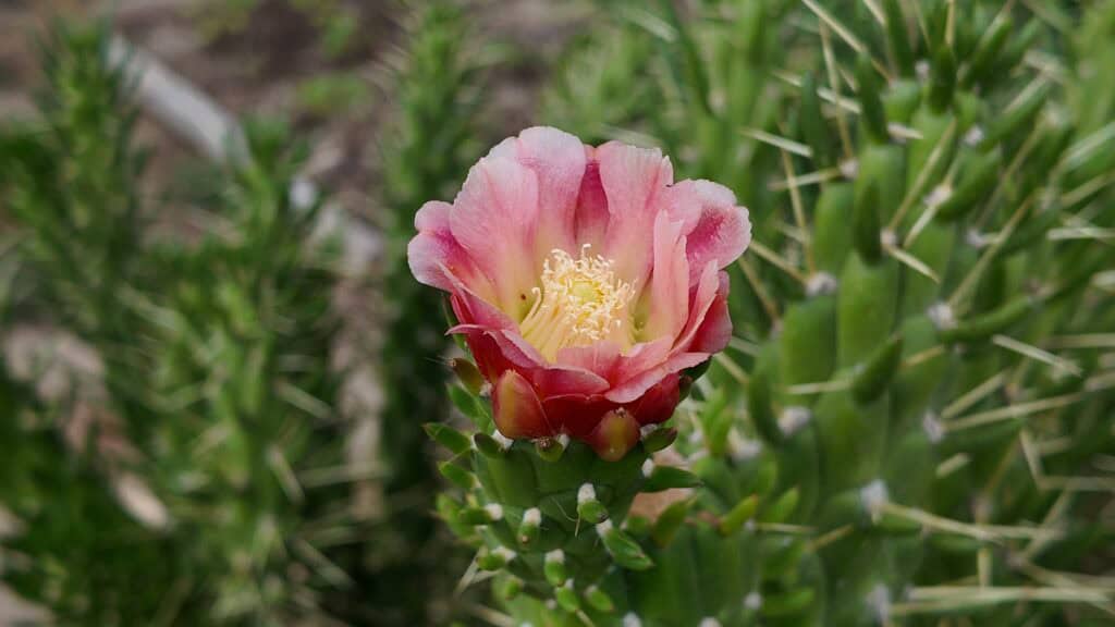 standaard - De Tuin van Nâm ~ retraite- en meditatiecentrum