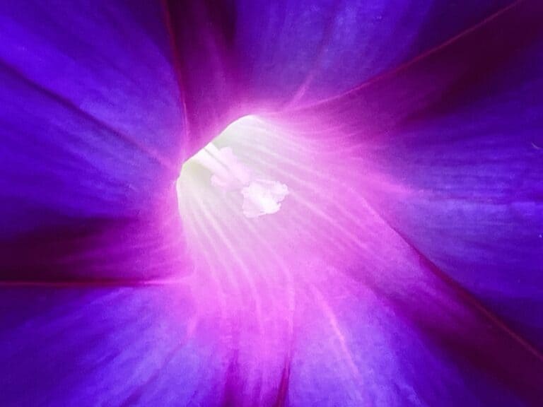 님의 정원에서 살기: 왜 침묵할까요?