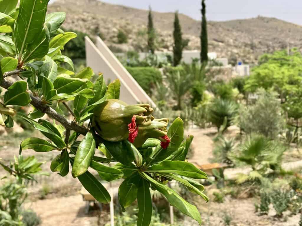 A72235AB-9E4E-4176-AD26-911EAF44F089_1_201_a - The Garden of Nâm ~ Retreat & Meditation Center