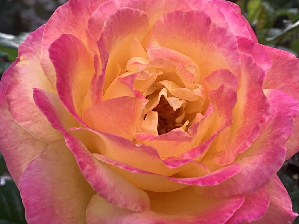 IMG_4947 - The Garden of Nâm ~ Retreat & Meditation Center