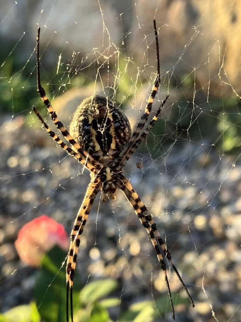 IMG_5004 - De Tuin van Nâm ~ Retraite- en meditatiecentrum