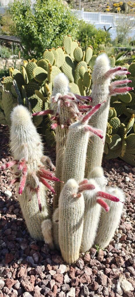Cluster of tall, white-furred columnar cacti with pink-red flower buds in a rocky desert garden background.