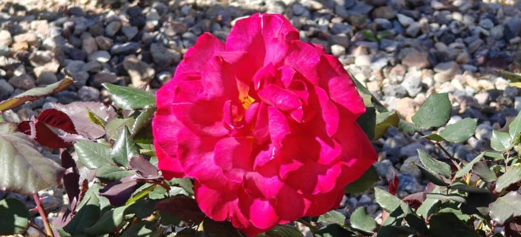Bright pink rose in full bloom with glossy green leaves and rocky ground behind.