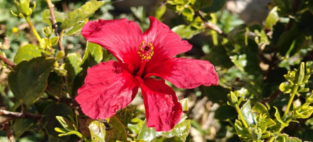Red hibiscus flower blooming among green garden foliage with a yellow-stamen center.