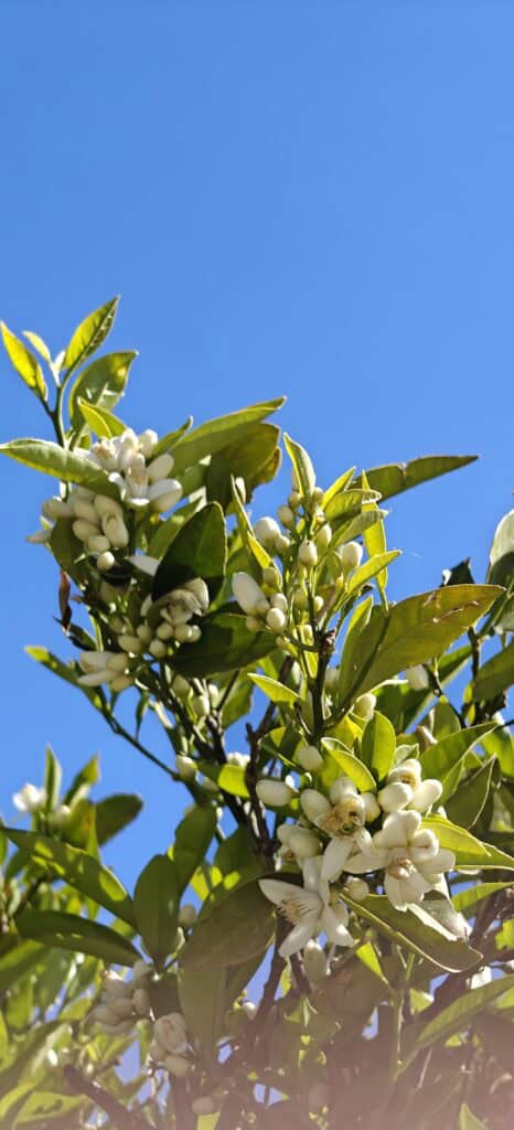 Branch with clusters of white blossoms and green leaves against a clear blue sky, daytime outdoor scene.