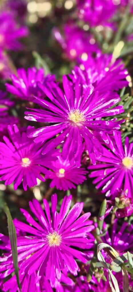 Close-up of vivid magenta flowers with slender petals and yellow centers in a garden setting.