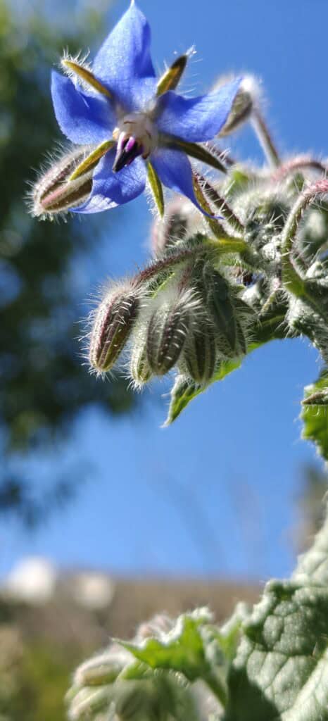 Close-up of a blue borage flower with fuzzy, striped buds on a hairy stem against a bright blue sky.