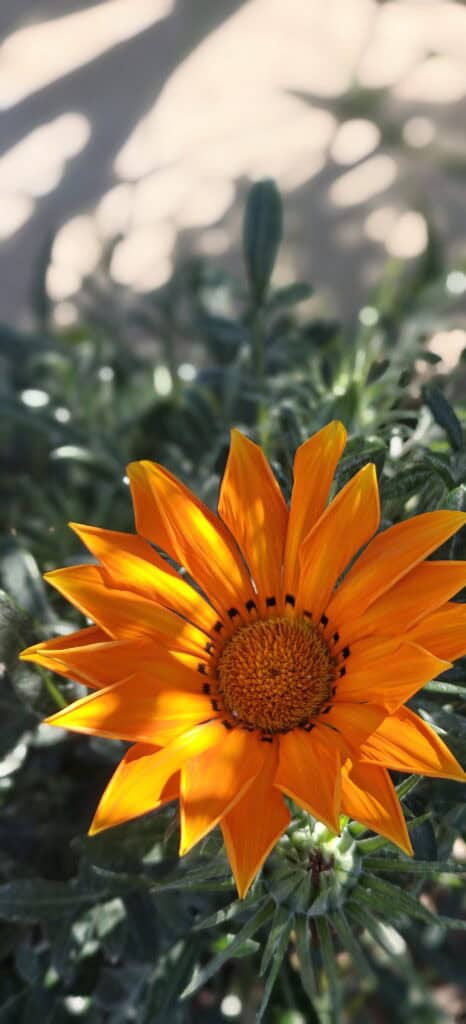 Orange daisy-like flower with a textured yellow center and dark speckles at petal bases against green leaves in the background.