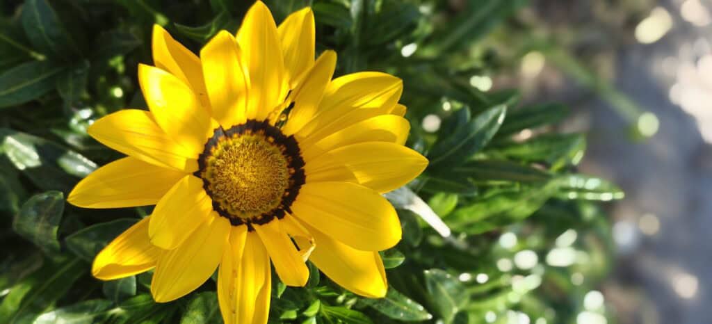 Bright yellow daisy-like flower with a dark ring around the center amid green leaves behind it.