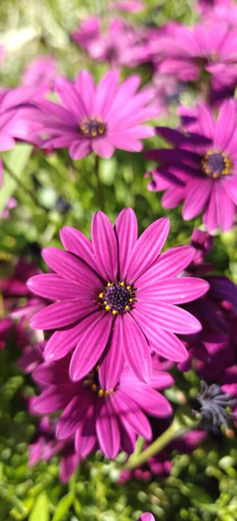 Close-up of bright magenta African daisies with dark centers and yellow pollen, blooming in a sunny garden.