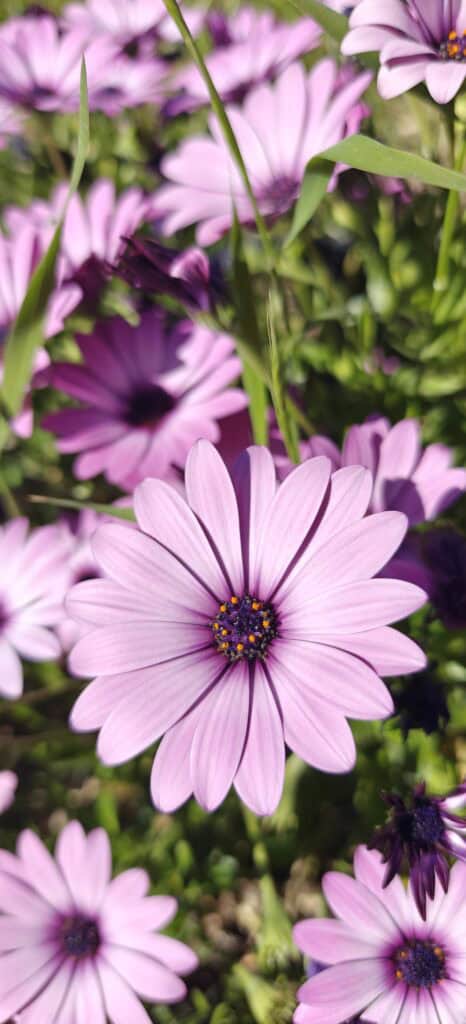 Close-up of pink-purple daisies with dark centers and yellow pollen in a sunlit garden