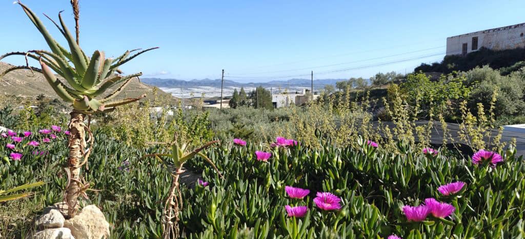 Desert garden foreground with bright pink flowers and a tall agave plant, hills and a white building on a hillside in the distance under a clear blue sky.