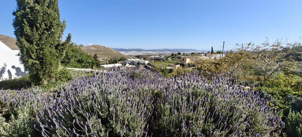 Lavender garden in full bloom with a village and distant hills under a blue sky.