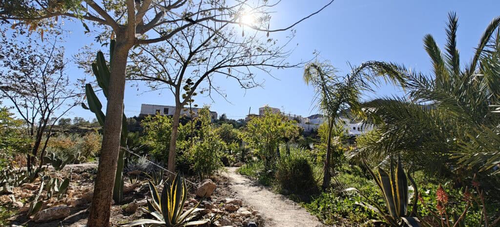 Sunny garden path winding through a desert landscape with cacti and palm trees, houses visible in the distance or below the clear blue sky.