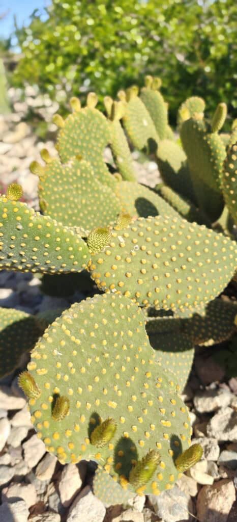 Green prickly pear cactus pads with yellow spines, sunlit among rocks in a gravel garden.