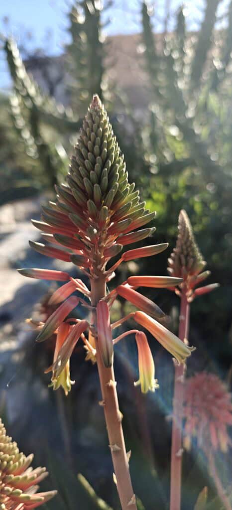 Close-up of a tall aloe-like flower spike with tightly packed pale green leaves and orange-yellow tubular blooms at the base, in a sunlit garden.
