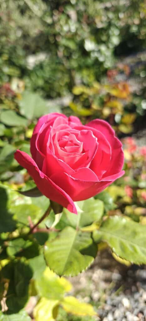 Close-up of a bright pink rose in bloom in a garden setting with green leaves around it