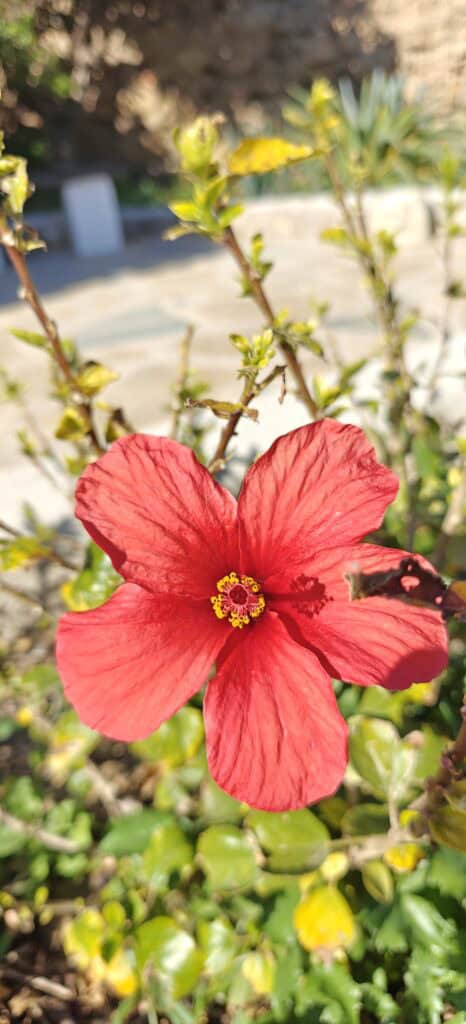 Bright red hibiscus flower in bloom with yellow stamens, against a blurred garden background.