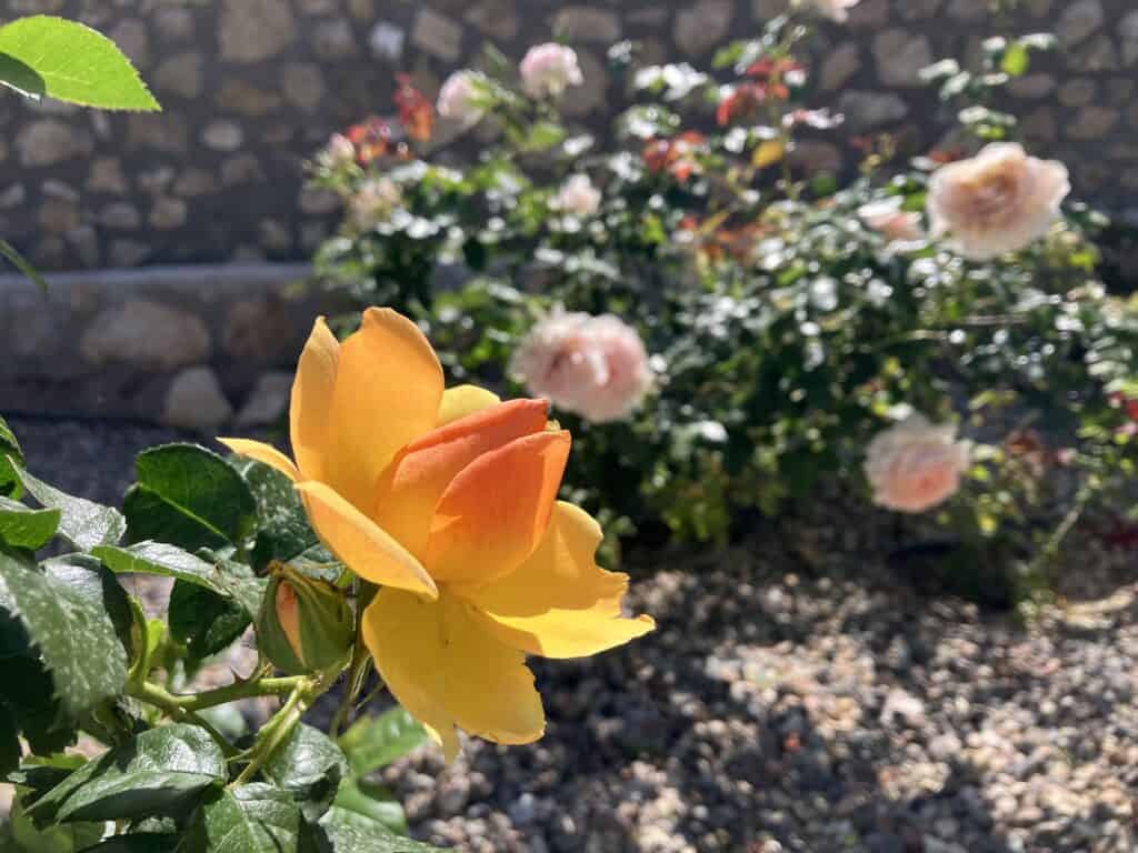 Close-up of an orange-yellow rose in bloom with green leaves, a blurred rose garden, and a stone wall in the background.