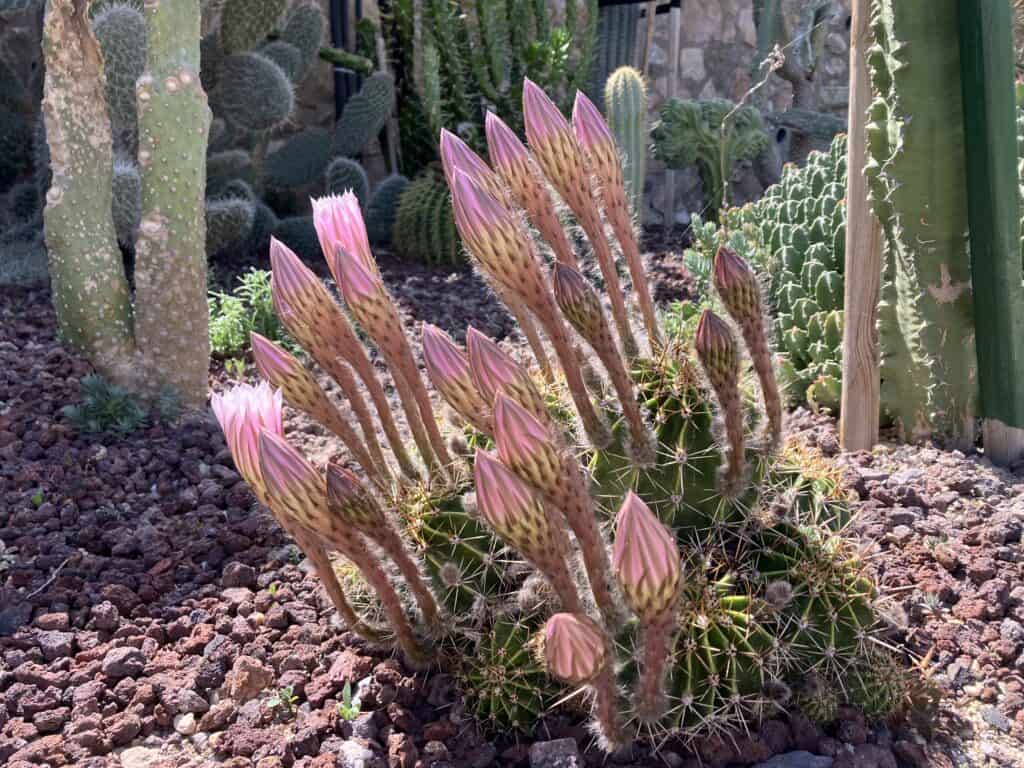 Desert garden with tall green cacti and pink-tipped flower buds in the foreground among rocky soil.