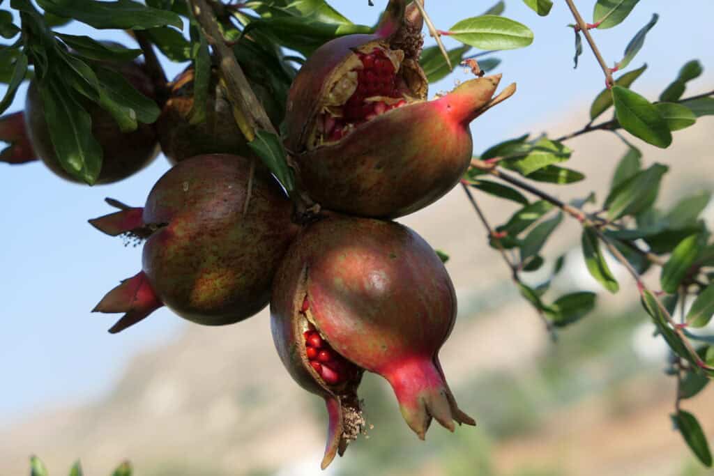 Ripe pomegranates hanging on a branch, one split open to reveal bright red arils against green leaves and a clear blue sky behind.