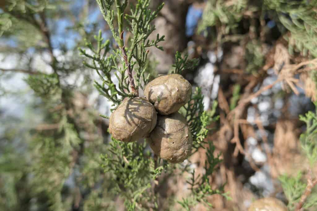 Close-up of brown eucalyptus seed pods (gumnuts) on a green needle-like branch with a blurred background