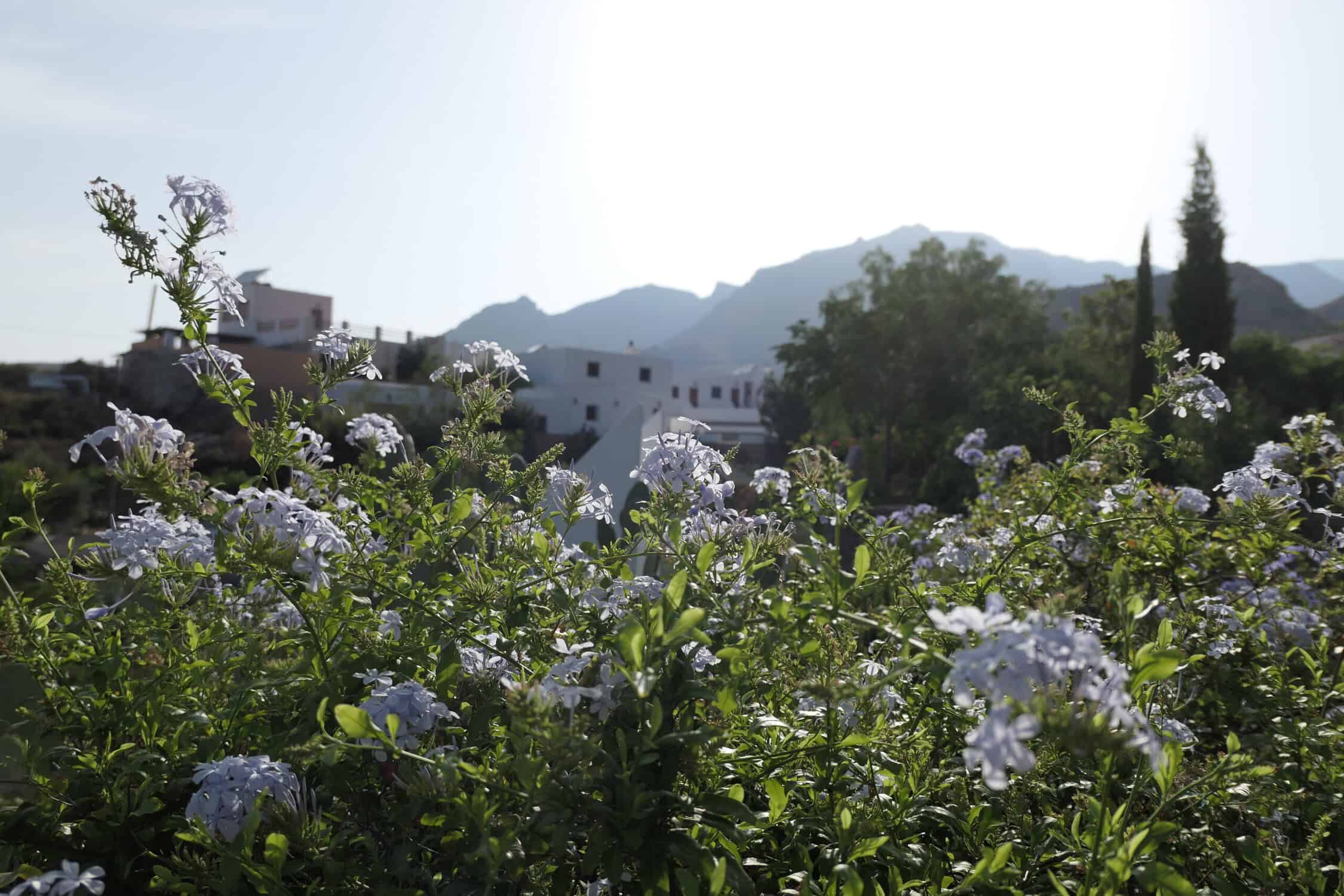 White flowering plants fill the foreground with a village and distant mountains in the background under a clear sky.
