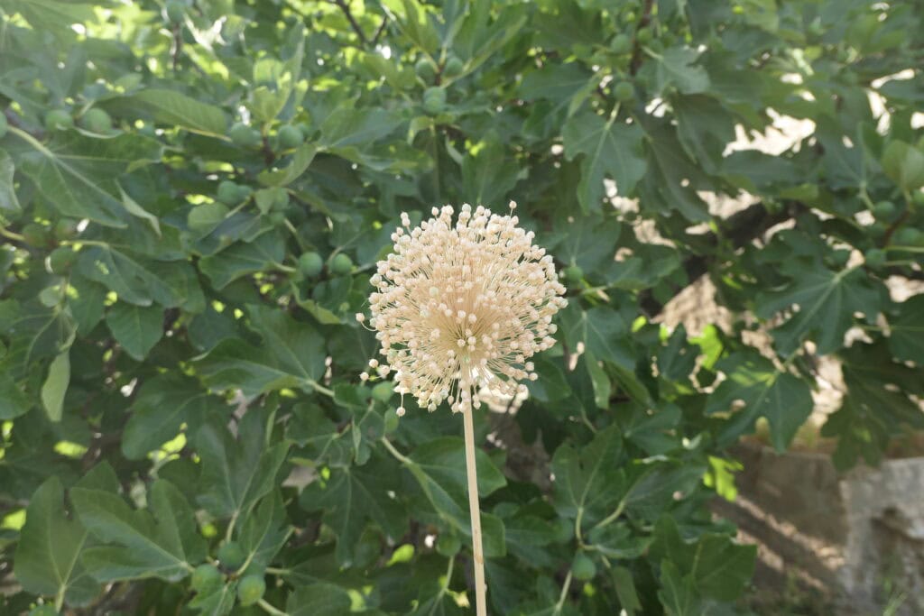Cream-colored spherical flower head on a tall stem in front of a dense green shrub with small round fruits.
